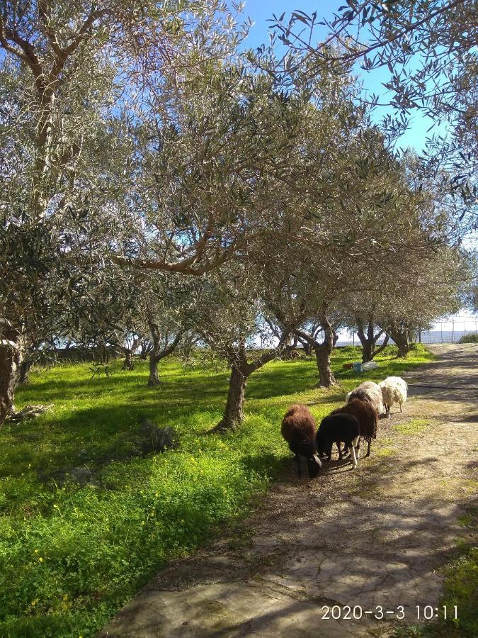 Appartamento Ktima Tzamika Episkopi-Chania Esterno foto